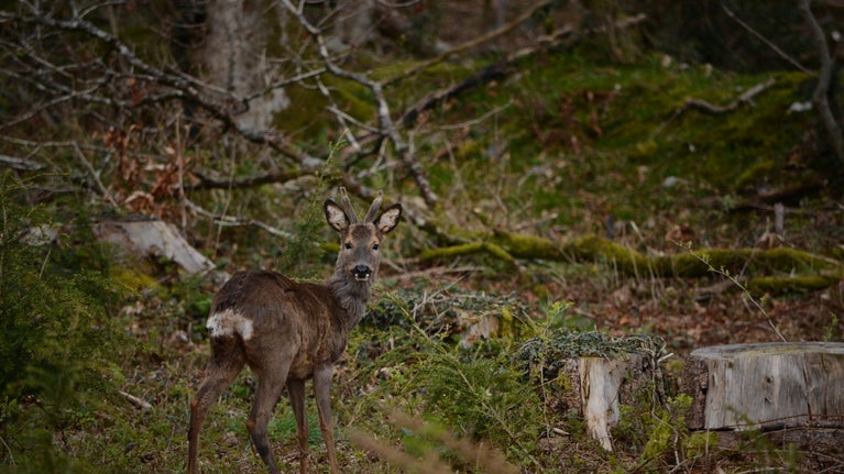 Roe deer in the woodland